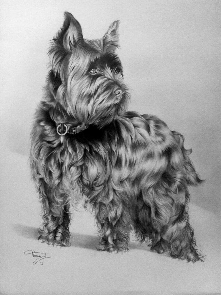 Portrett av en sort skotsk terrier