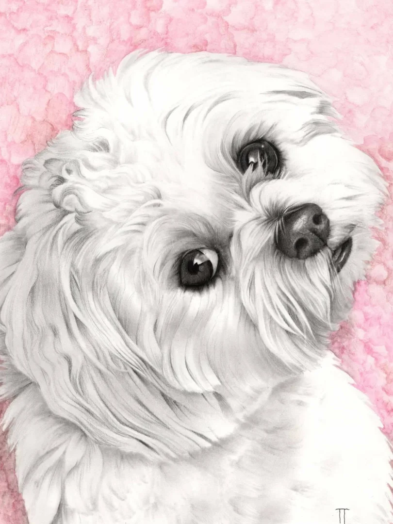 Portrett av hvit bichon havanaise med rosa bakgrunn