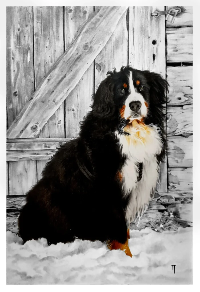 Portrett av en Berner Senner hund mot en tredør på snø