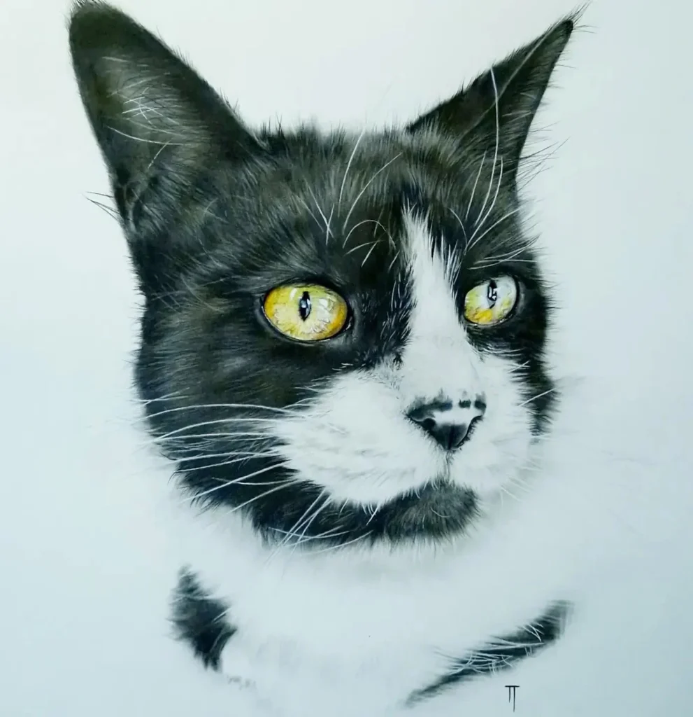 Portrett av sort hvit katt med gule øyne