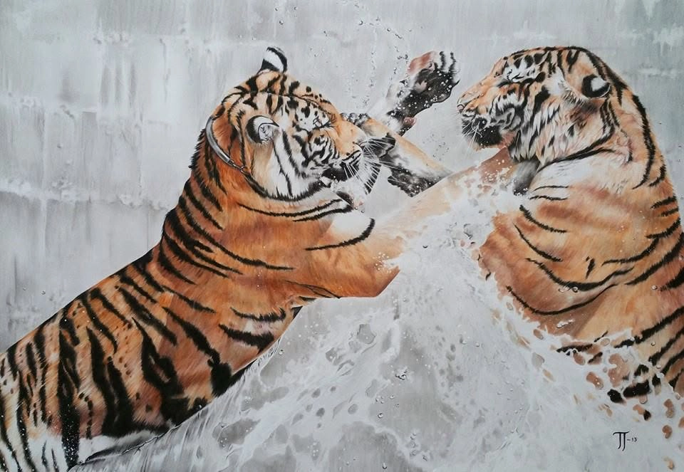 Portrett av to tigre som slåss